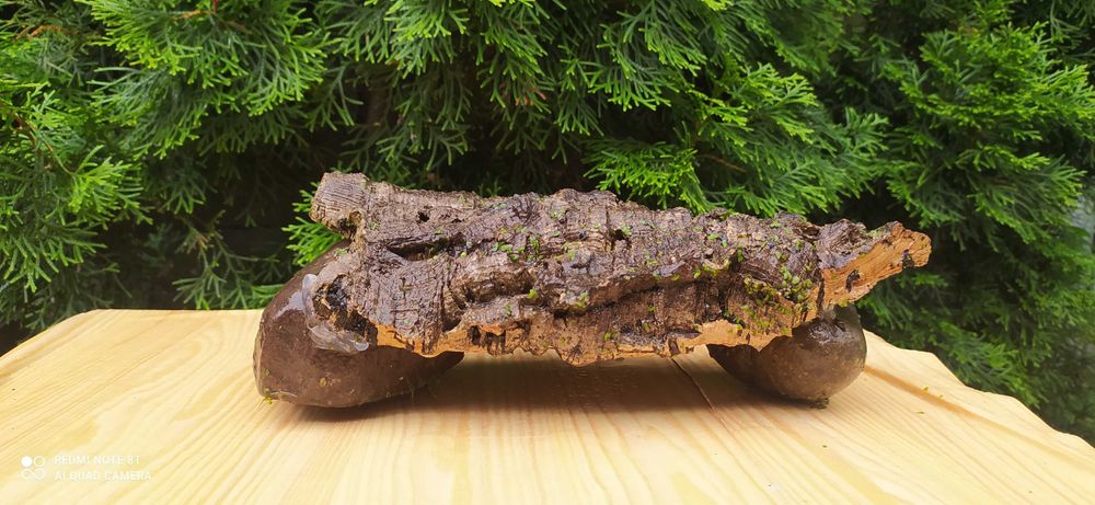 Grota z dębu korkowego 30x9 cm