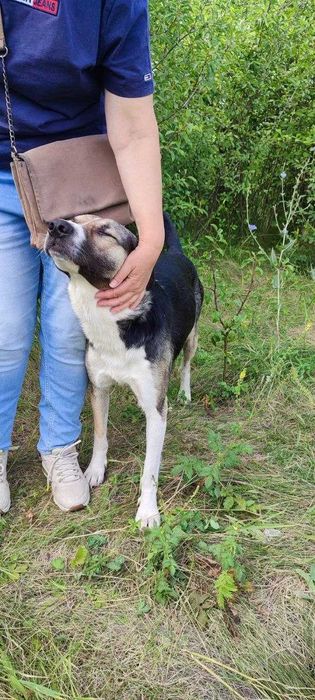 Прилаштовую собаку в добрі руки! Молодий кобель, десь до 2 років, ГАРНИЙ ОХОРОНЕЦЬ, ДОБРИЙ