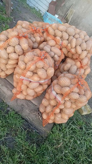 Sprzedam ziemniaki Wega