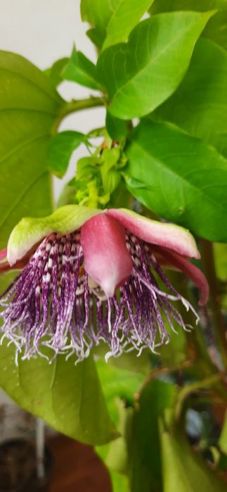 Passiflora Quadrangularis пассифлора квадрангуларис

Сорт предположите