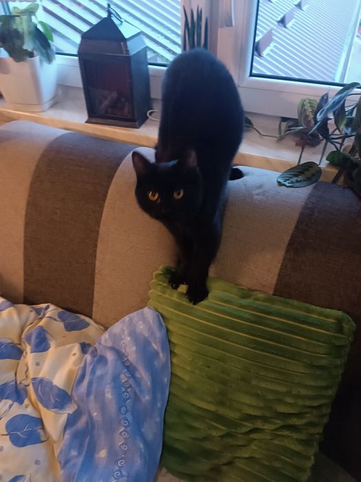 Oddam czarna kotkę.