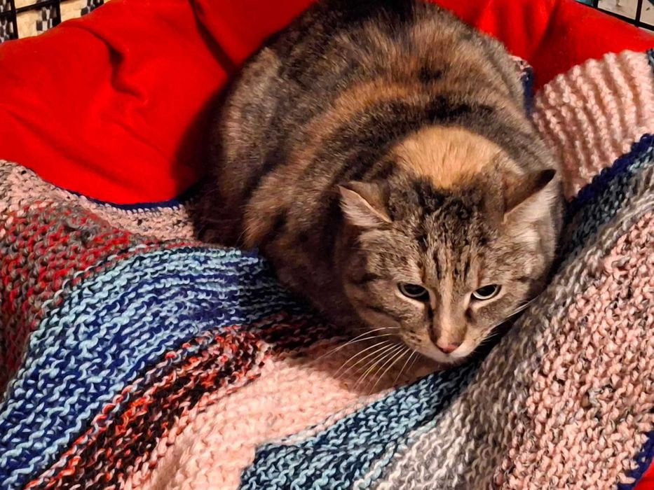 Śliczna kotka o zielonych oczach szuka domu