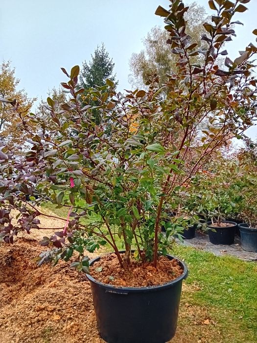 Borówka amerykańska krzak sadzonka doniczka 90l na taras balkon