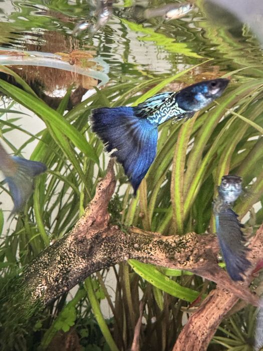 Guppy Blue Metal Snakeskin ( casal )