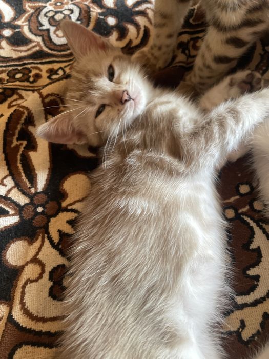 Кошенята малявочки