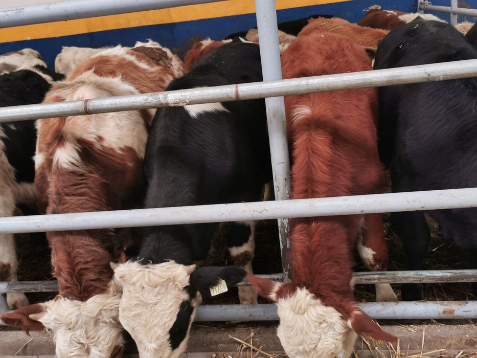 Odsadki mięsne limuse Angus hereford simental szarolez