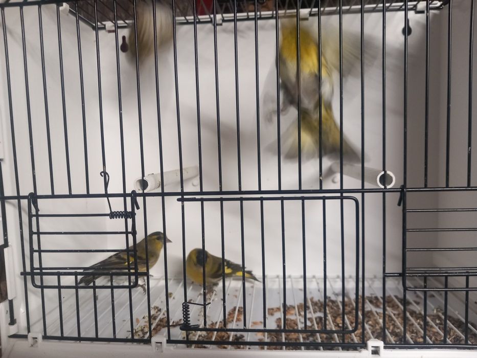 Czyż, czyżyki europejskie