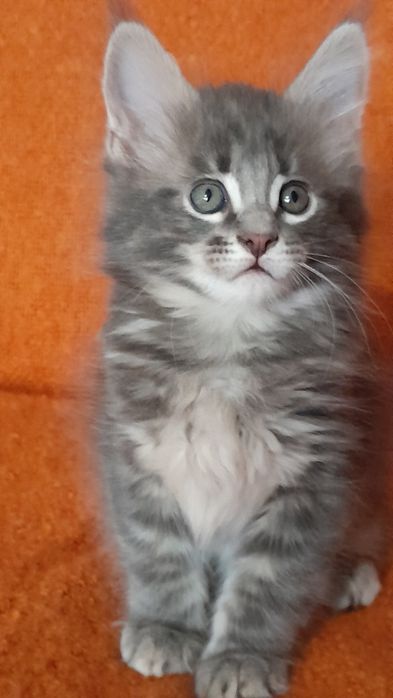 Чарівні кошенята мейн кун.