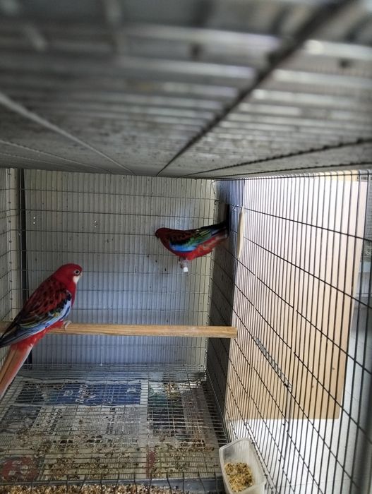 Casal adulto roselas