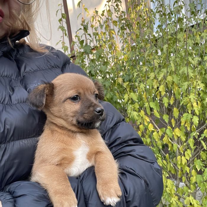 Собачка, дівчинка  ( без породи)