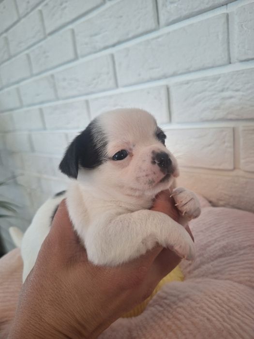 Chihuahua chłopczyk