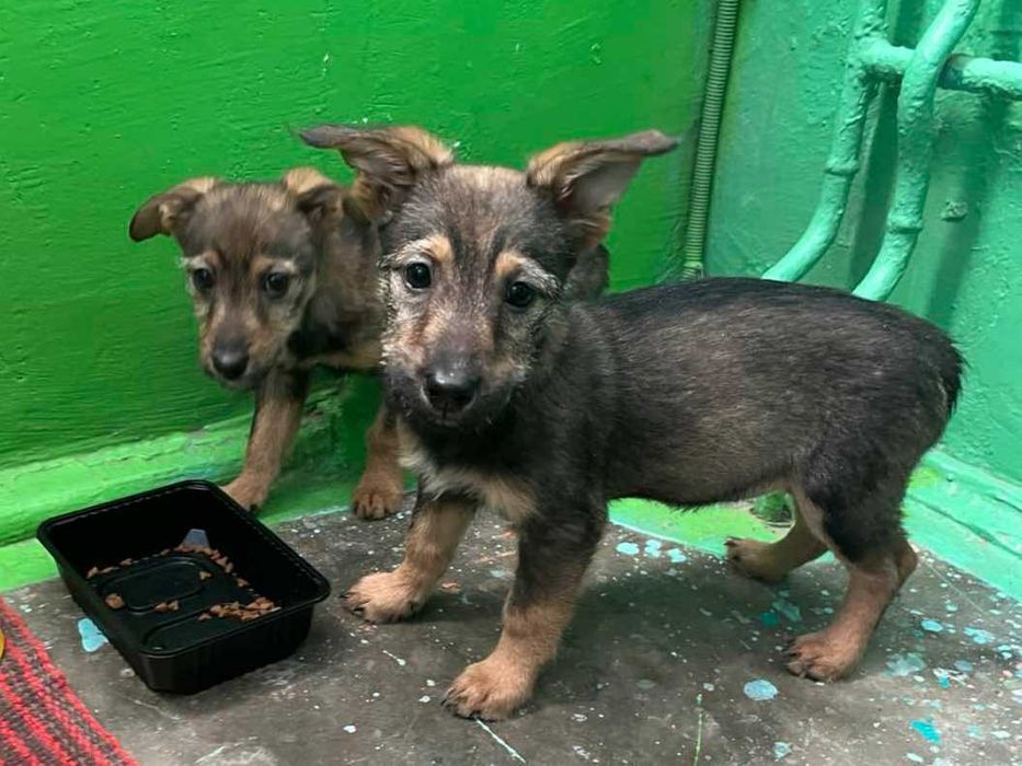 Цуценята в добрі руки