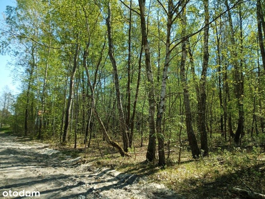 Działka budowlana 2300 m² | Grabina (gmina Chynów) | Bezpośrednio - Widok 5