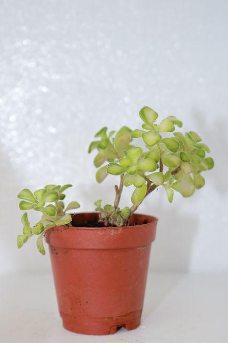 Vendo varias suculentas