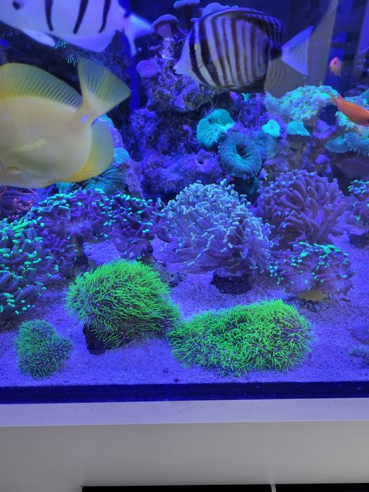 Koralowiec Pachyclavularia ultra fluo trawa morska fluorescencyjna