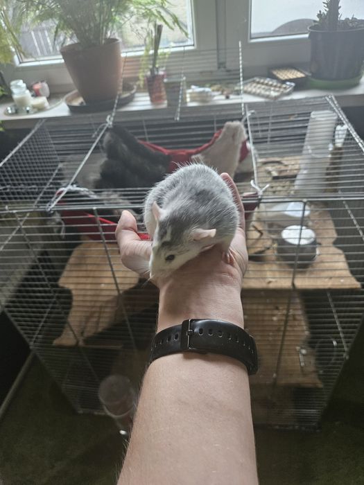 2 szczury samiczki dumbo z klatką zabezpieczoną, akcesoriami i karmą