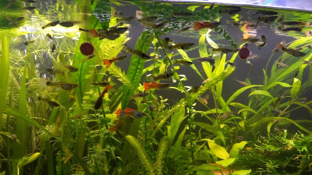 Gupiki molinezje mieczyki zbrojniki helenki krewetki rybki