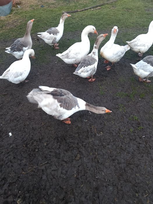 Домашні качки та гуси,