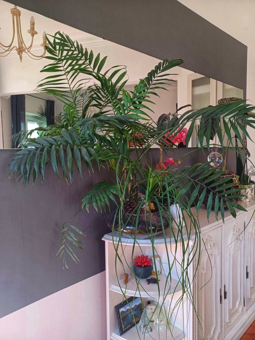 Beaucarnea Recurvata + Palmeira 95cm