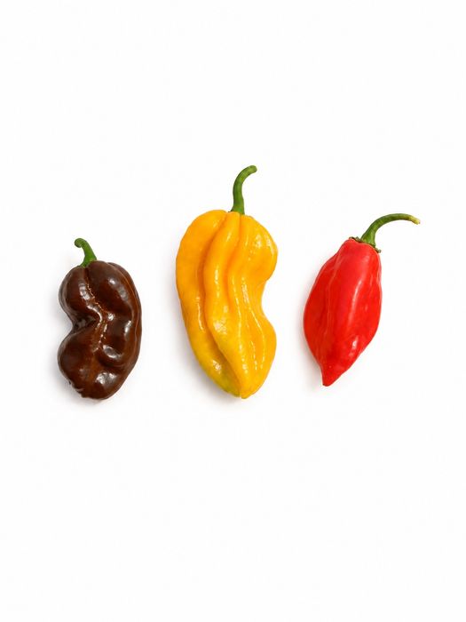 Papryka habanero