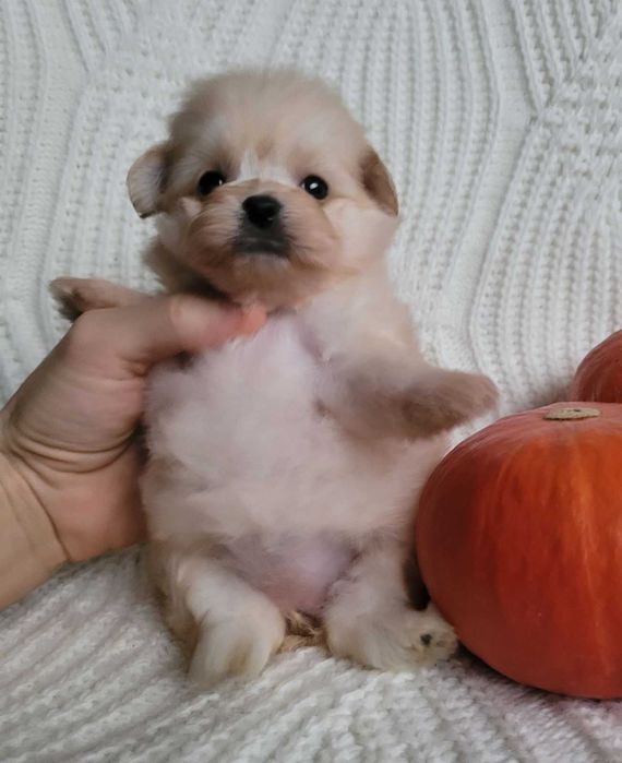 Найчарівніша  міні  Помапу кралечка з Києва