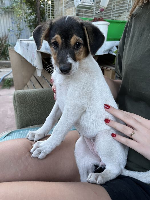 собака, цуценя дівчинка