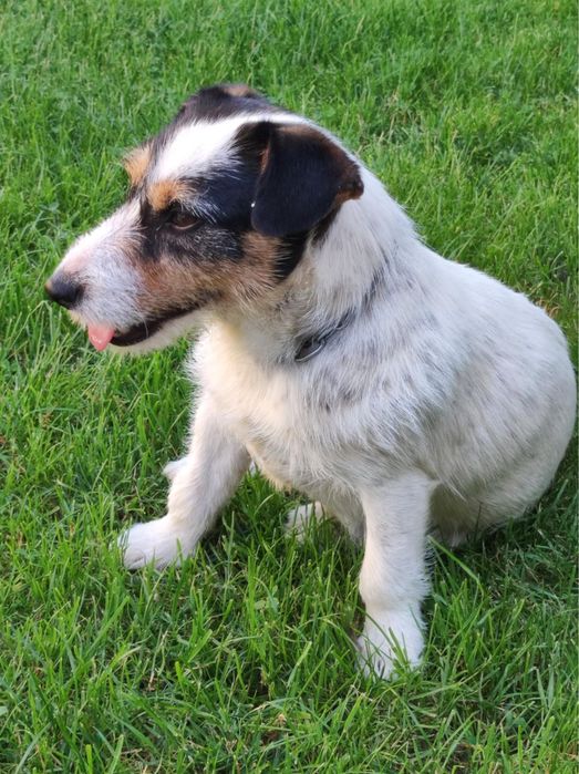 Jack Russel Terrier