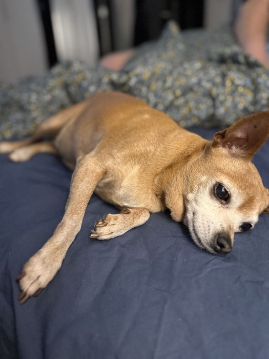 Do adopcji poleca sie pinczer  miniatura