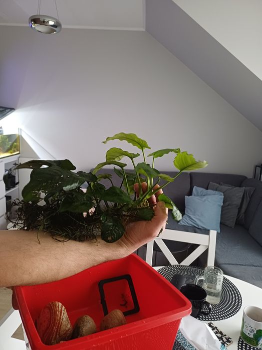 Anubias  Roślinka Akwariowa
