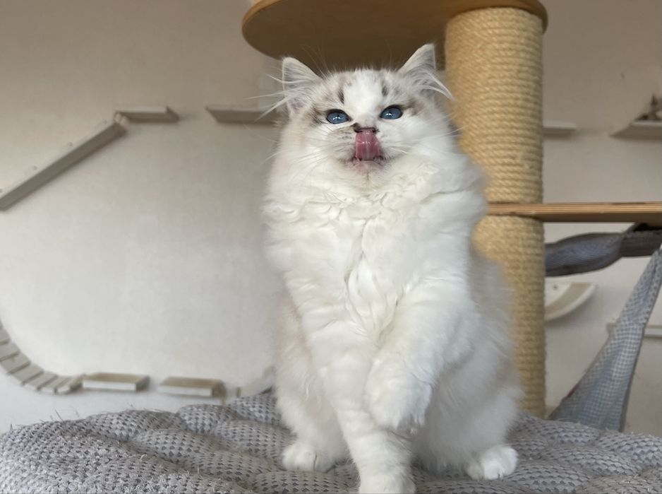 Ragdoll kocurek Zack - seal lynx bicolor, rodowód FPL