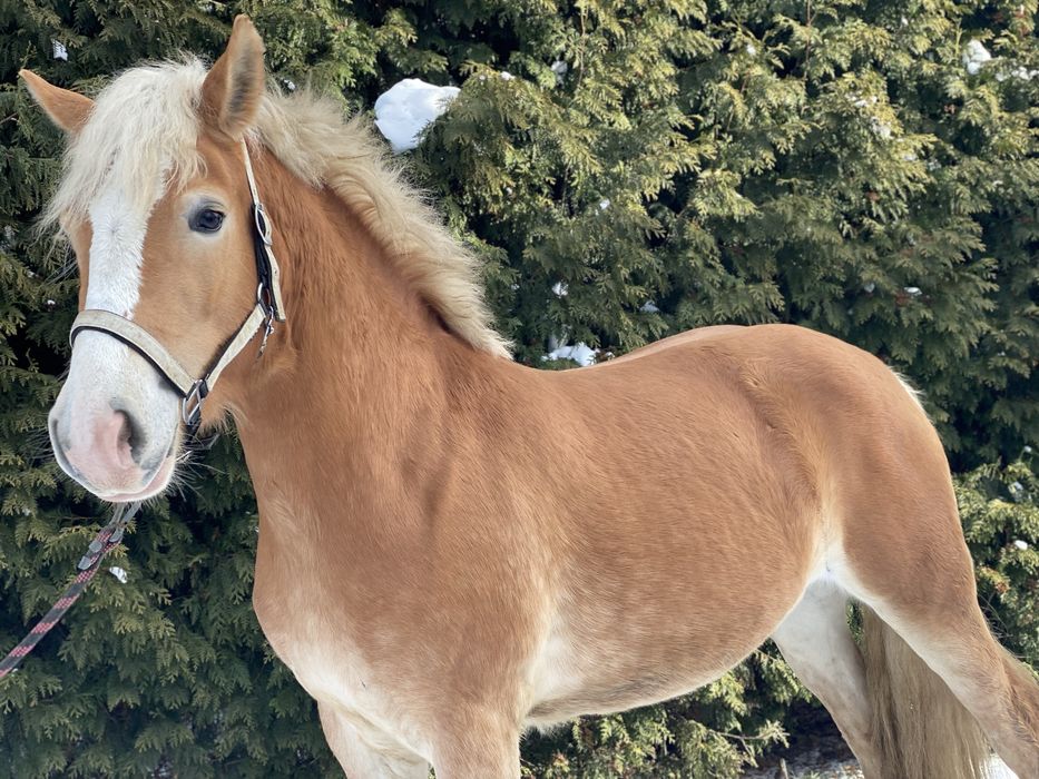 Klacz haflinger klacz