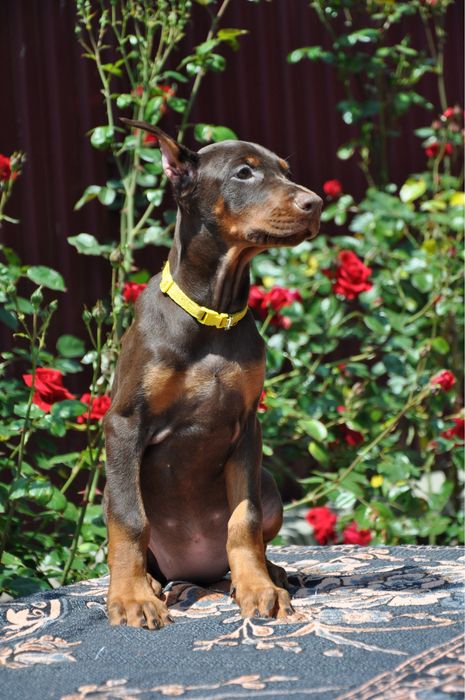 Добермани (розплідник)