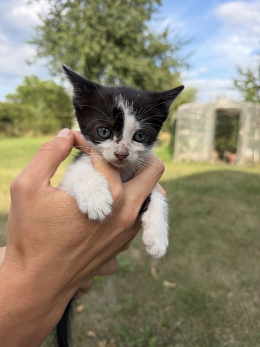Кошенята  безкоштовно!
