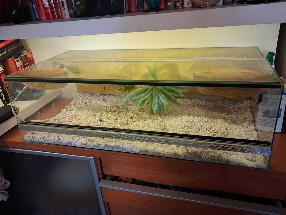 Terrarium szklane dla agamy brodatej lub innej odmany