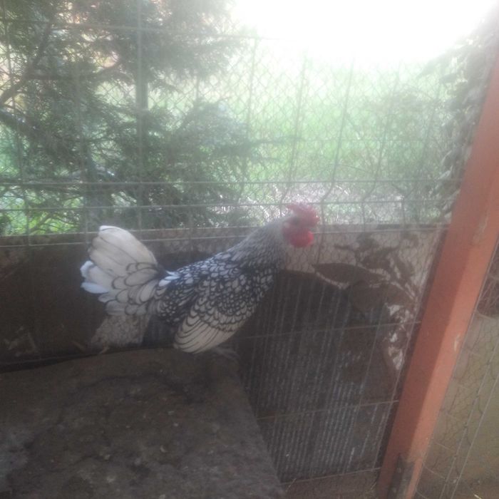 Sprzedam koguta sebrytki srebrnej