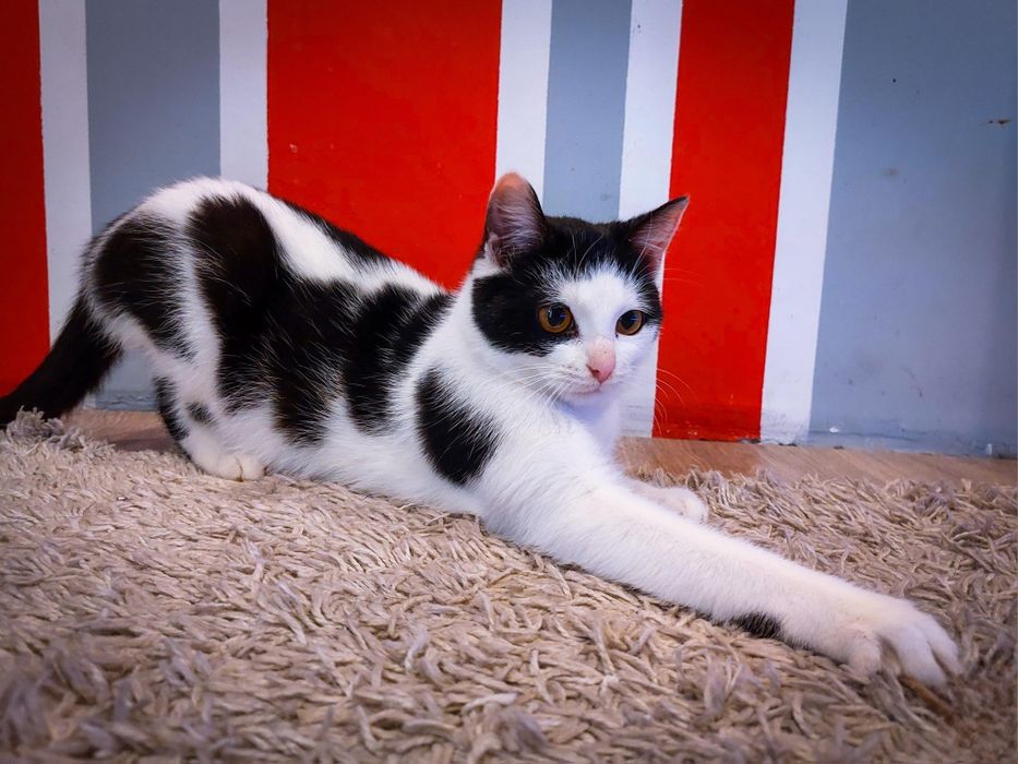 Kotka FeLV+ czy ma szanse na dom?