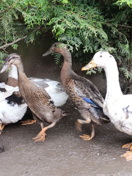 Kaczki staropolskie i dworki