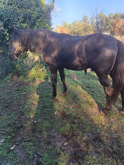 Cobriçoes disponíveis