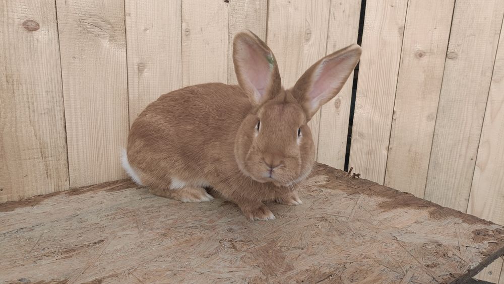 Króliki burgundzkie