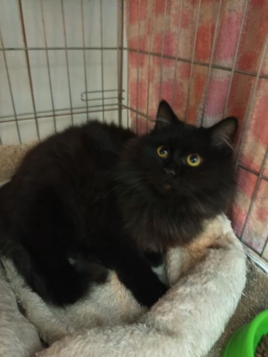 Długowlosy młody kocurek szuka domu niewychodzacego