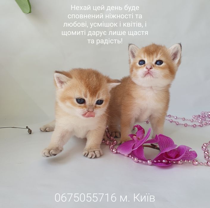 Киев котята кошечки и котики ласковые пушистики принесут вам радость в дом.