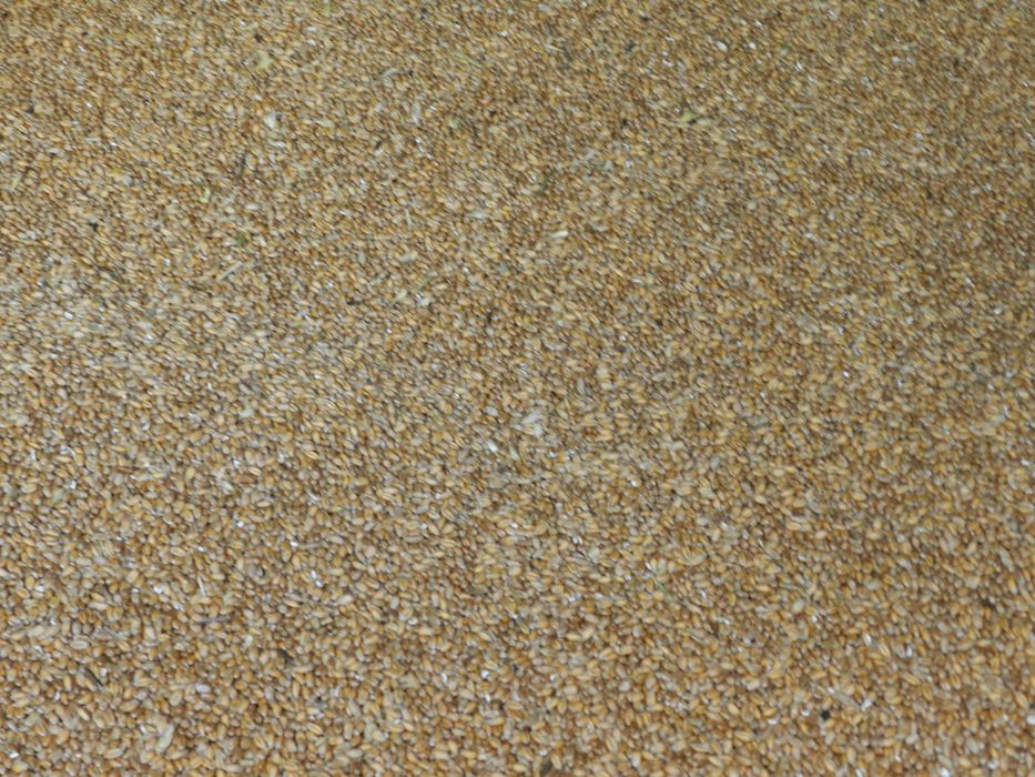 Pszenica  od Gospodyni piękna pomarańczowa.