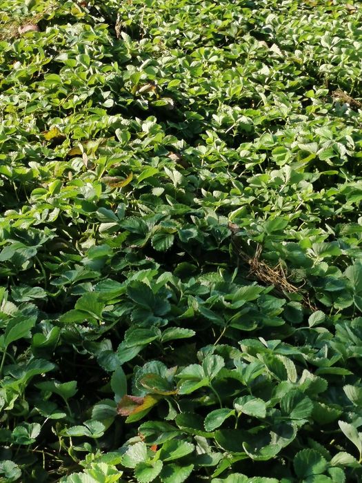 sprzedam sadzonki truskawek honey oraz inne