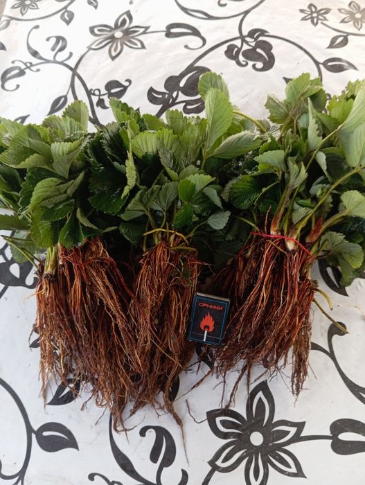 Саженцы клубники