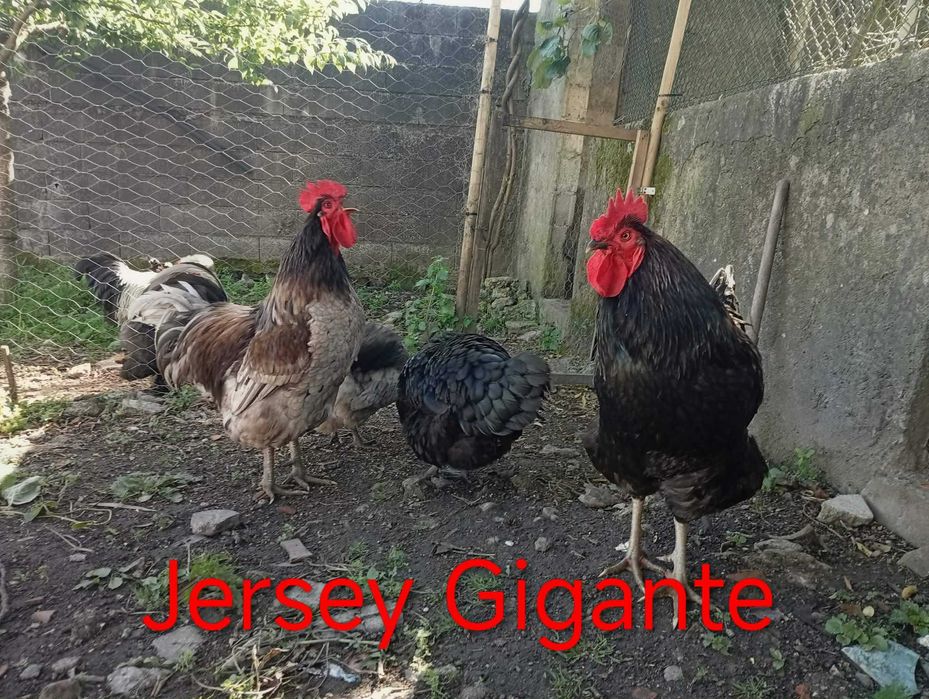 ovos galados e pintos Jersey gigante e White Face Spanish