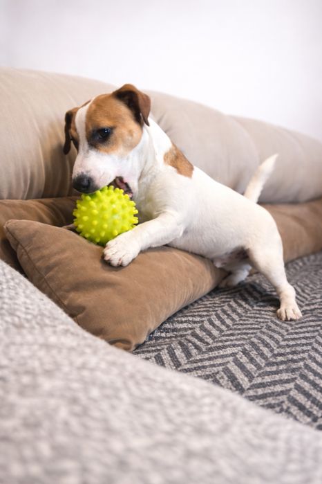 Шикарний хлопчик Джек Рассел