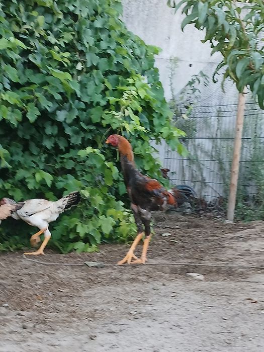 Frango indio gigante