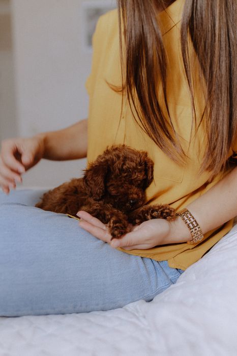 Poodle toy VIP red brown