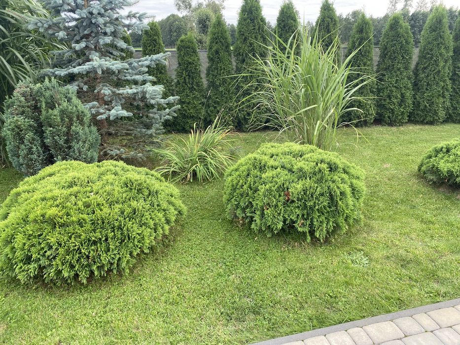 Sprzedam Tuje Danica