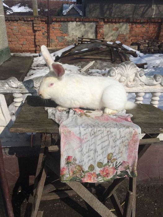 Кролики (різні породи)